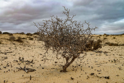 Dead plant on land against sky