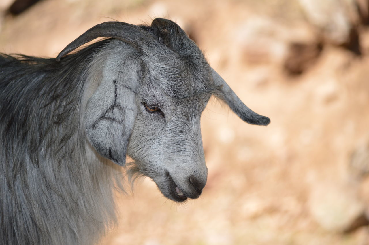 animal themes, one animal, mammal, focus on foreground, close-up, animal head, animal body part, domestic animals, animals in the wild, dog, wildlife, outdoors, zoology, day, nature, field, no people, looking away, side view, selective focus