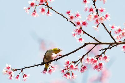 Low angle view of japanese white-eye perching on cherry tree
