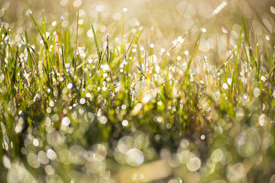 Close-up of dew drops on grass during sunrise