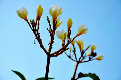 Low angle view of plant against clear blue sky