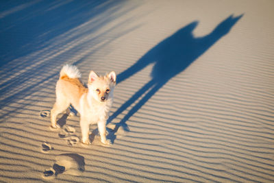High angle view of dog on sand