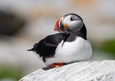 Close-up of puffin perching on rock