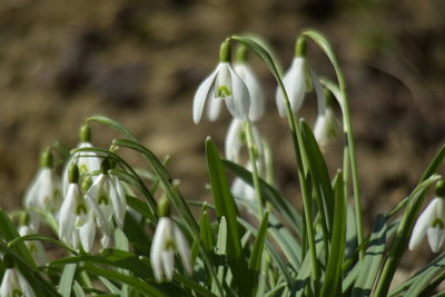 Close-up of white flowering plants