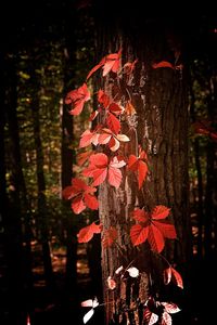 Close-up of maple tree during autumn