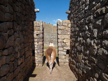 Full length of a young woman standing against stone wall