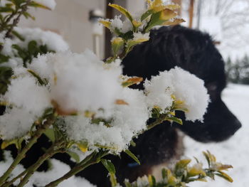 Close-up of white flowers on snow