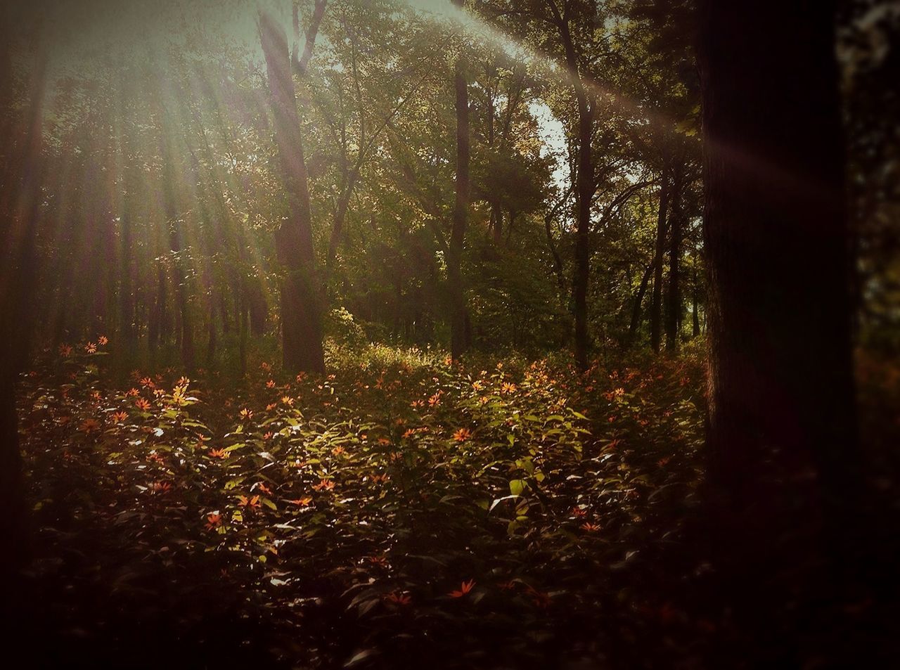 tree, growth, tranquility, nature, beauty in nature, forest, tree trunk, tranquil scene, plant, sunlight, woodland, flower, growing, scenics, branch, leaf, sunbeam, outdoors, no people, day