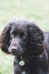 Close-up portrait of black dog