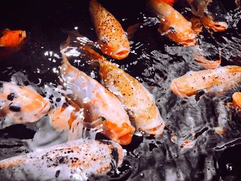 koi carp