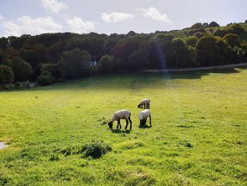 Horses grazing in a field