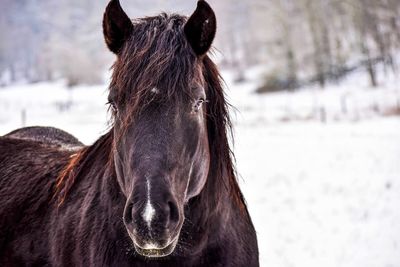 Horse on snow field