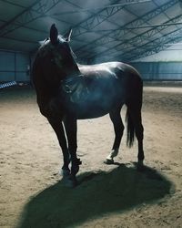 Horse standing outdoors