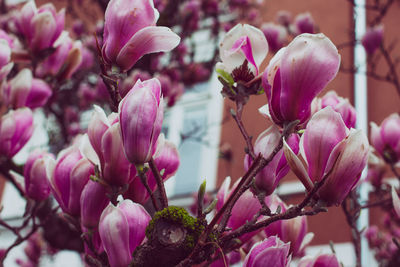 Close-up of pink cherry blossom tree