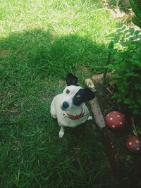 Portrait of dog on grassy field