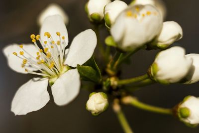 Close-up of white flowers