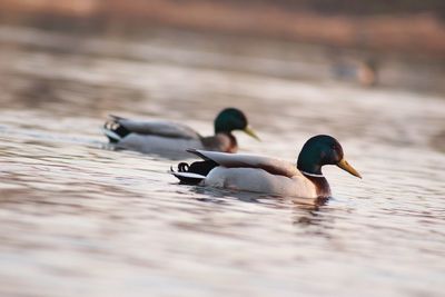 Ducks swimming on lake