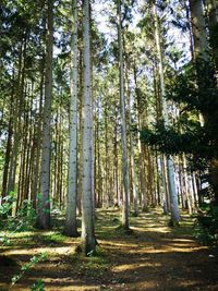 Trees growing in forest