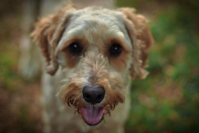 Close-up portrait of dog sticking out tongue outdoors