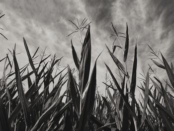 Close-up of wheat growing on field against sky