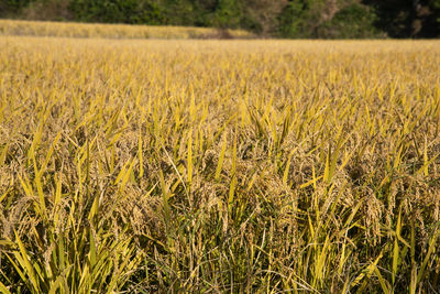 Crops growing on field