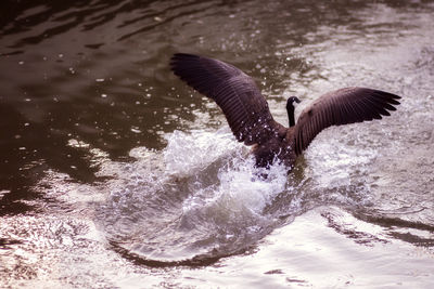 Bird flying over lake