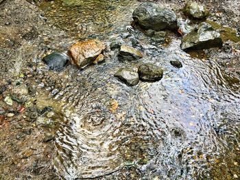 Trees in water