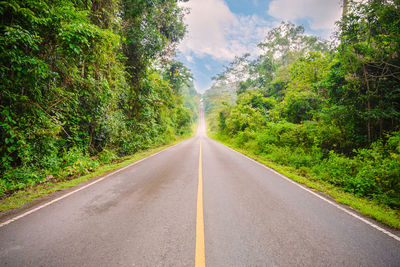 Empty road along trees and plants