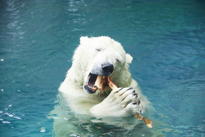 High angle view of polar bear biting stick in mouth