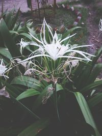 Close-up of flowers