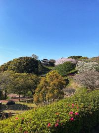 Scenic view of flowering plants and trees against clear blue sky