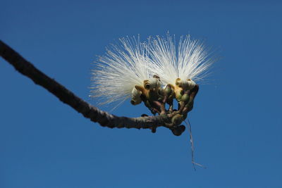 Low angle view of bird on branch against blue sky