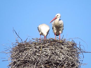 Low angle view of bird perching on nest against clear sky