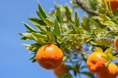 Close-up of orange fruit on tree