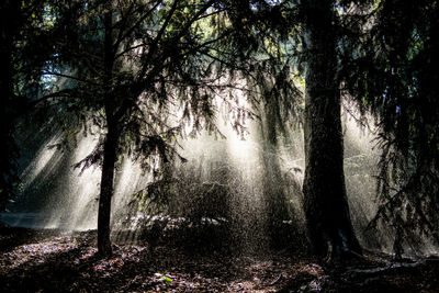 Trees in forest