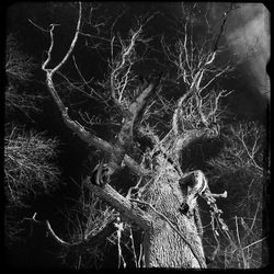 Bare tree against sky