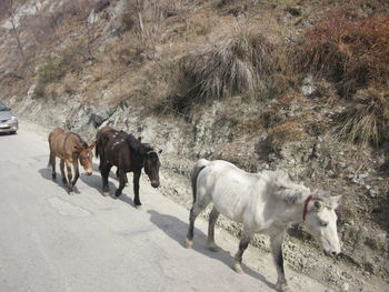 Horses on landscape