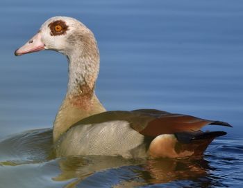 Close-up of duck swimming in lake