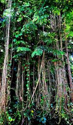 Full frame shot of trees in forest