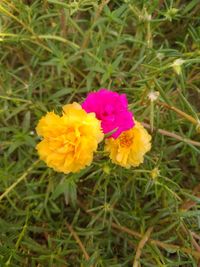 High angle view of yellow flowering plants