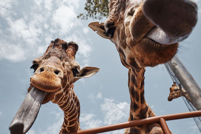 Two huge giraffes pulling out their tongues to be photographed.