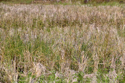 Full frame shot of crops growing on field