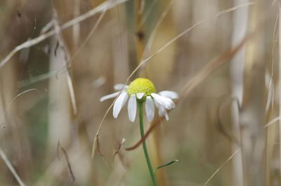 Close-up of white flowering plant