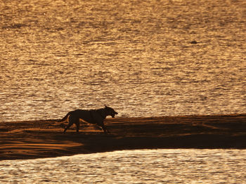 Dog standing on beach