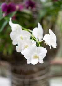 Close-up of white flowers