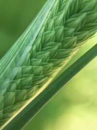 Close-up of stalk against blurred background