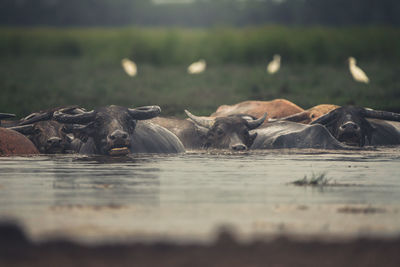 Rhinoceros in lake