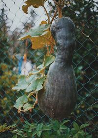 Close-up of plant growing on tree