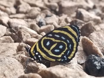 Close-up of butterfly on rock