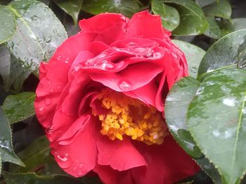 Close-up of pink rose